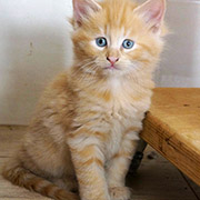 Drago Malefoy, 6 weeks old