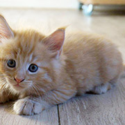 Drago Malefoy, 6 weeks old