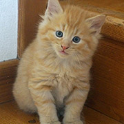 Dumbledore, 6 weeks old