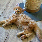 Dedalus Diggle, 8 weeks old