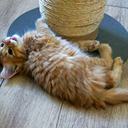 Dedalus Diggle, 8 weeks old