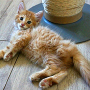 Dedalus Diggle, 8 weeks old