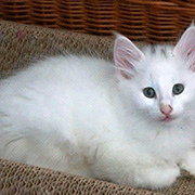 Dolores Ombrage, 8 weeks old