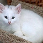 Dolores Ombrage, 8 weeks old