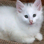 Dolores Ombrage, 8 weeks old