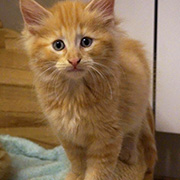 Drago Malefoy, 8 weeks old