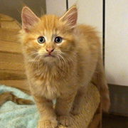Drago Malefoy, 8 weeks old