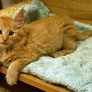 Dumbledore, 8 weeks old