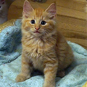 Dumbledore, 8 weeks old