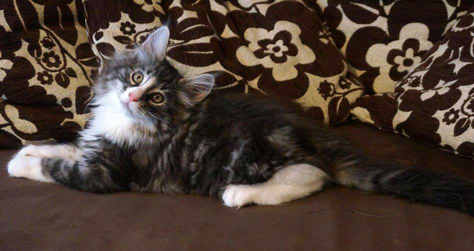 Django, 8 weeks old