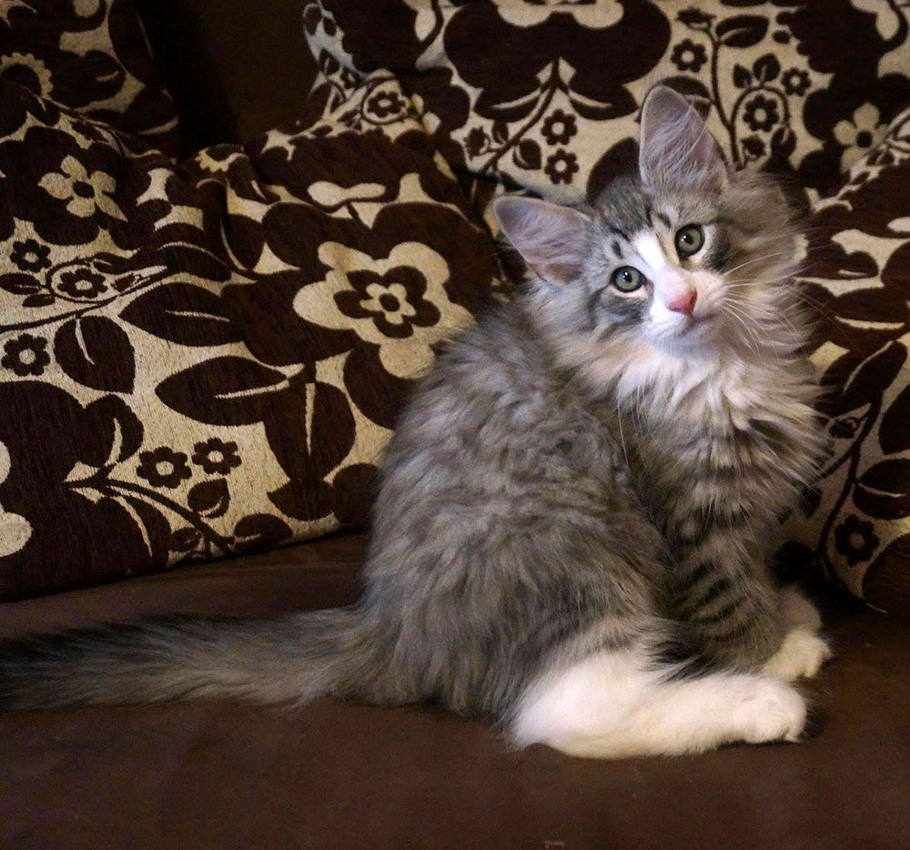 Django, 8 weeks old
