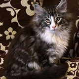 Djafar, 12 weeks old
