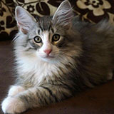 Django, 12 weeks old
