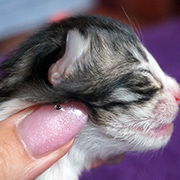 Djafar, 3 days old