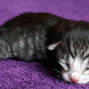 Djafar, 3 days old