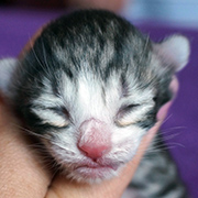 Djafar, 3 days old