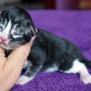 Django, 3 days old