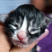 Django, 3 days old
