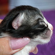 Django, 3 days old