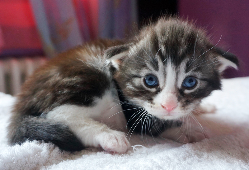 Django, 3 weeks old