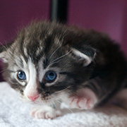 Djafar, 3 weeks old