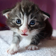 Djafar, 3 weeks old