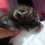 Djafar, 3 weeks old