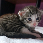 Django, 3 weeks old