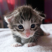Django, 3 weeks old