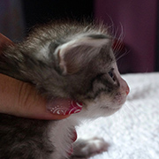 Django, 3 weeks old