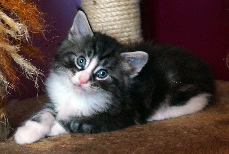 Django, 5 weeks old