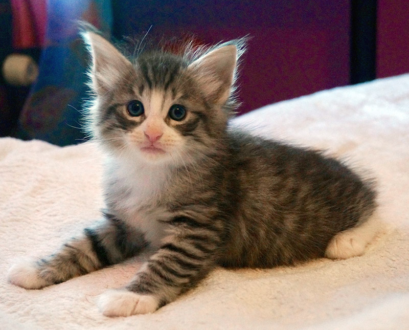 Django, 5 weeks old