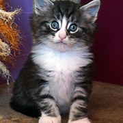 Djafar, 5 weeks old