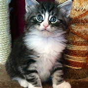 Djafar, 5 weeks old