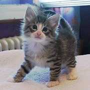 Django, 5 weeks old