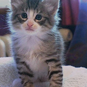 Django, 5 weeks old