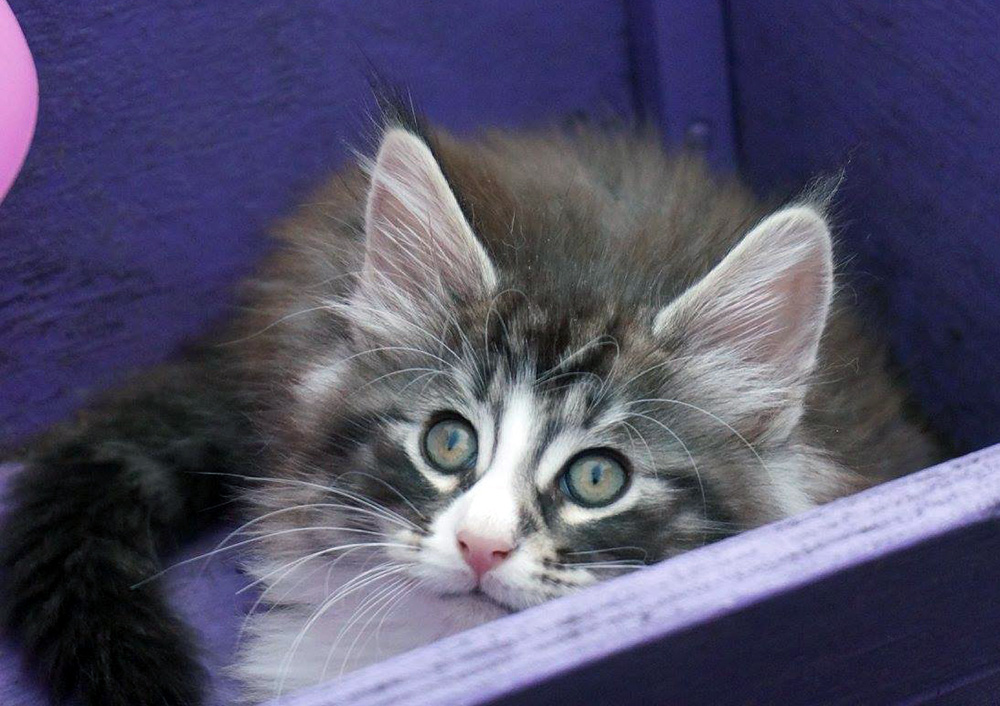 Django, 8 weeks old