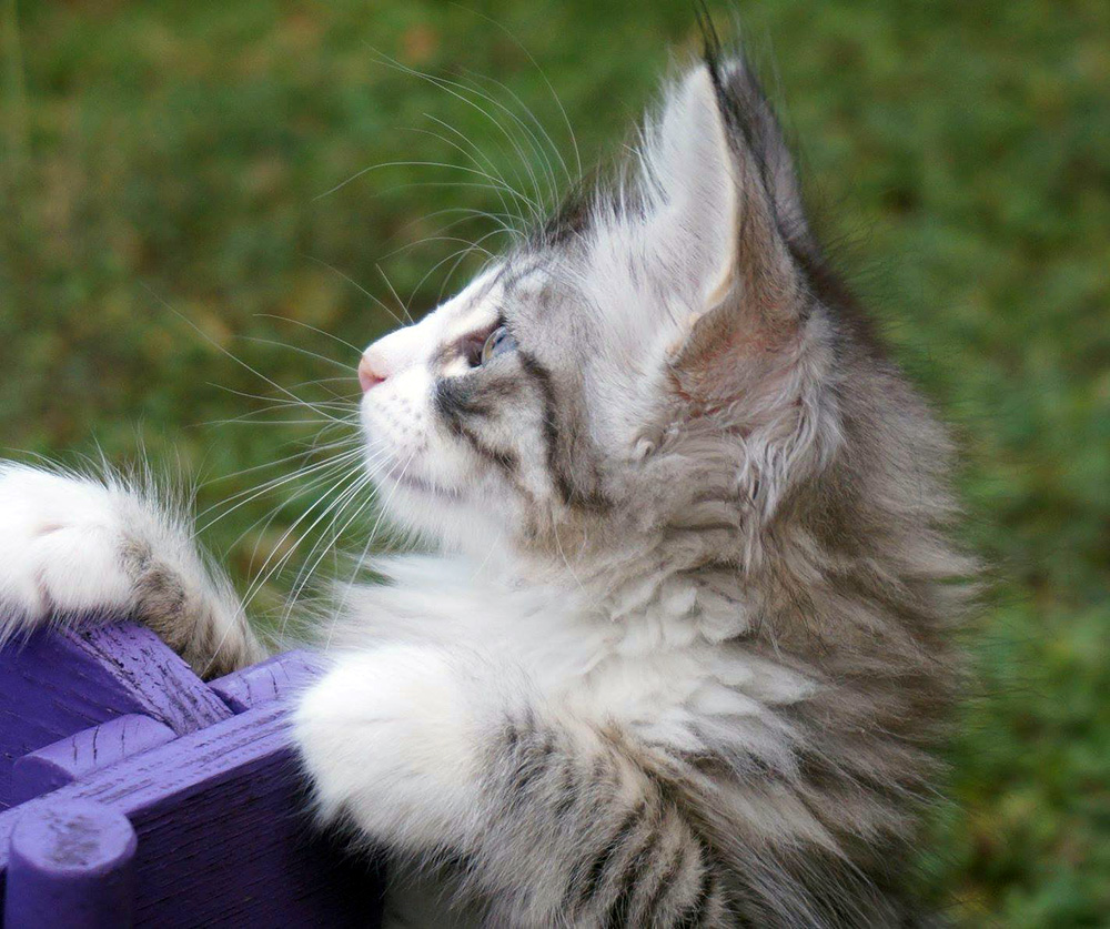 Django, 8 weeks old