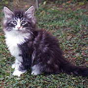 Djafar, 8 weeks old