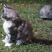 Djafar, 8 weeks old