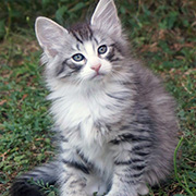 Django, 8 weeks old