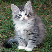 Django, 8 weeks old