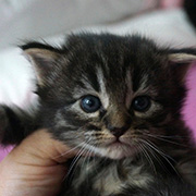 Douya Desdémone, 3 weeks old
