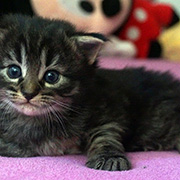 Douya Desdémone, 3 weeks old