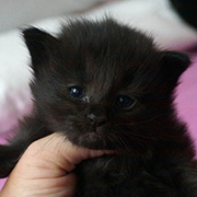 Destiny, 3 weeks old