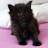 Destiny, 5 weeks old