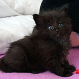 Destiny, 5 weeks old
