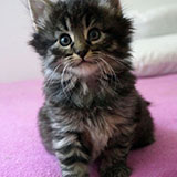 Douya Desdémone, 5 weeks old