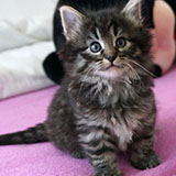Douya Desdémone, 5 weeks old