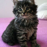 Douya Desdémone, 5 weeks old